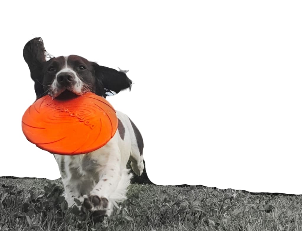 Mijn hond Dottie met een rode frisbee